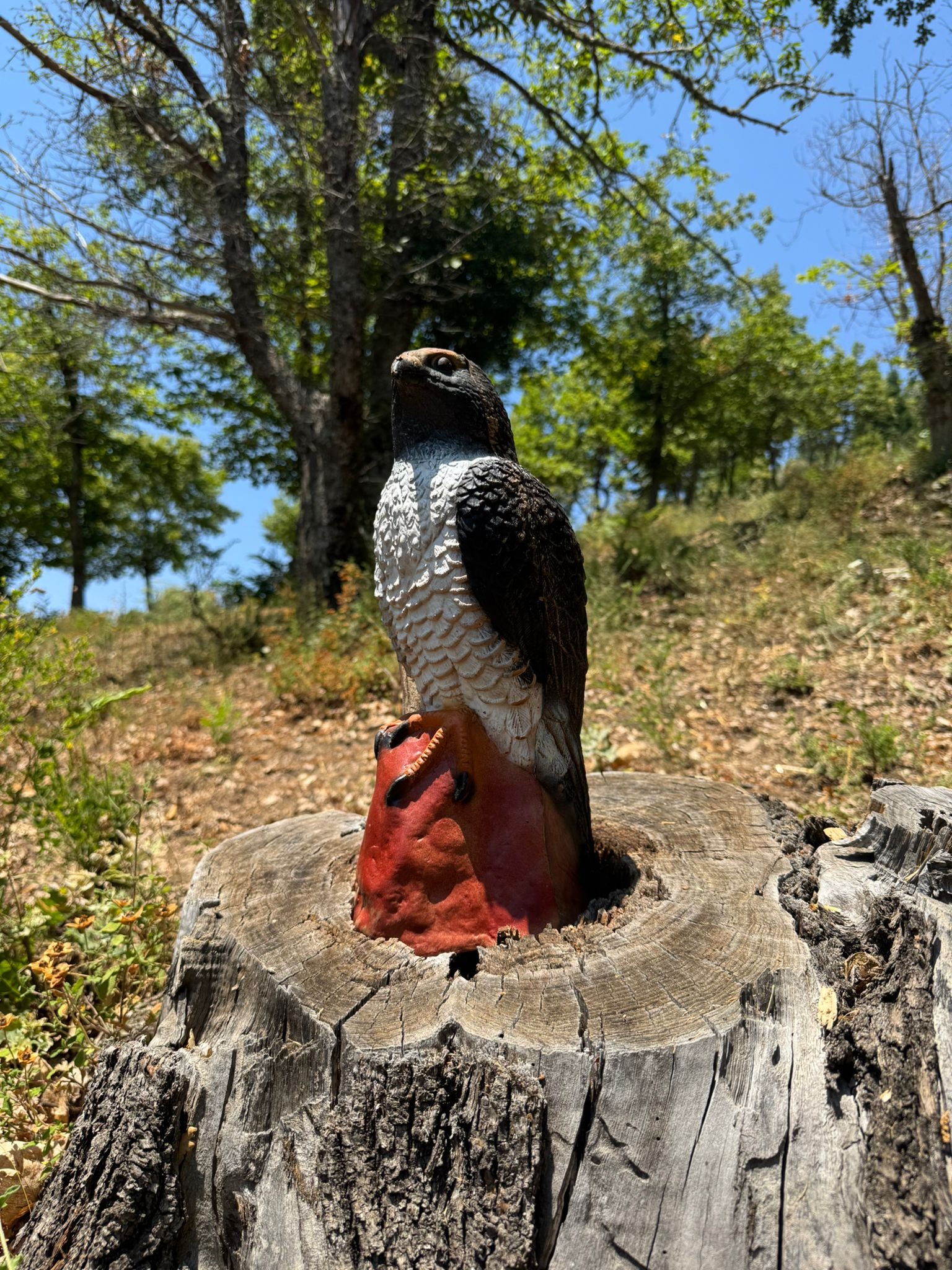 Arciera nel percorso 3D del bosco a Wild Niunia Park